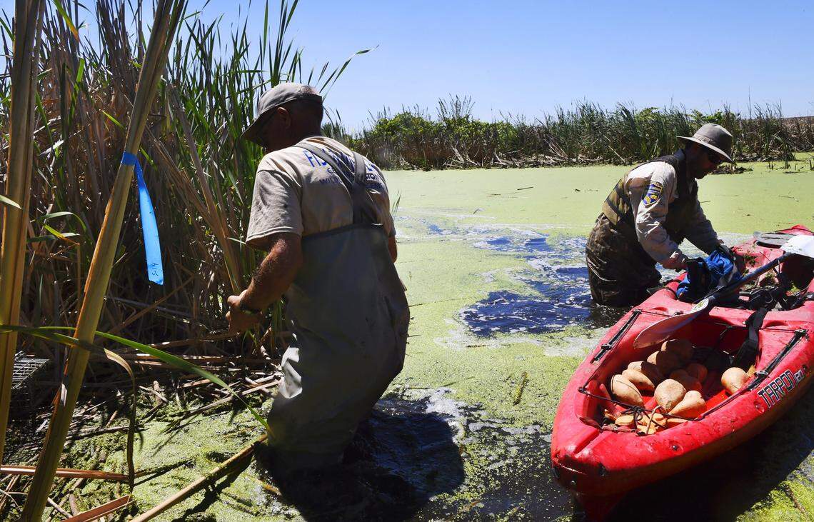 California Department of Fish & Wildlife field biologist Greg Gerstenberg, left, and environmemtal scientist Evan King, check traps that have been set in a pond featuring ideal habitat for the newly re-discovered nutria Wednesday, June 13, 2018 near Stevinson. 