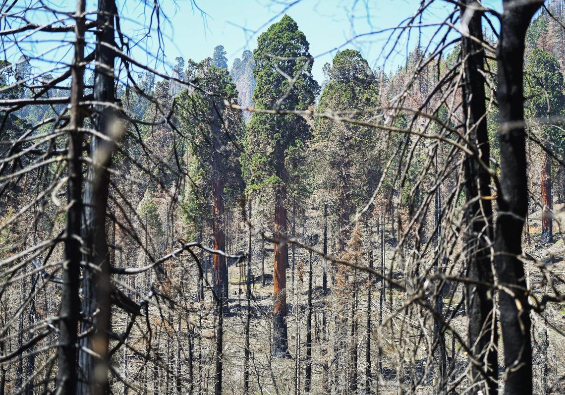 Burned but living giant sequoia trees stand beyond a grove of trees burned in the 2020 Castle Fire in the Mountain Home Demonstration State Forest, on Tuesday, April 26, 2022.