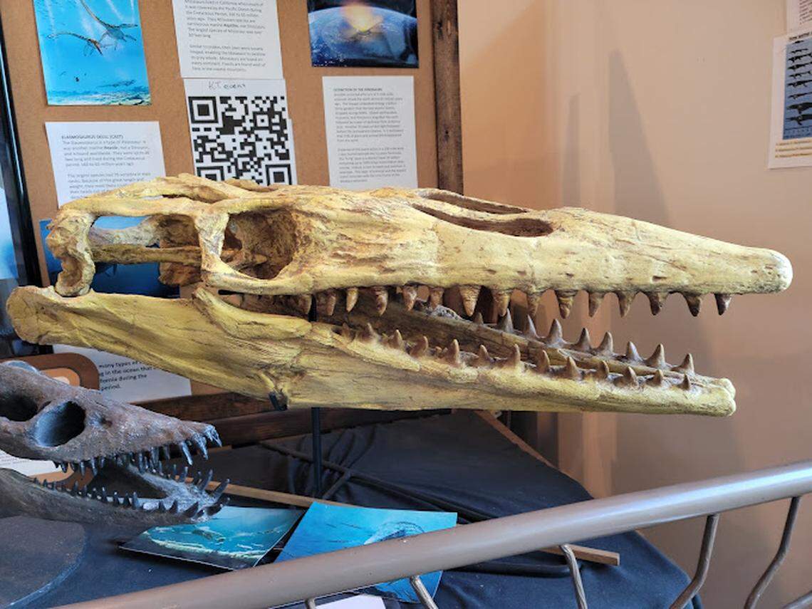 A mosausur skull seen in the Fossil Discovery Center of Madera County at 19450 Ave 21 1/2, Chowchilla,