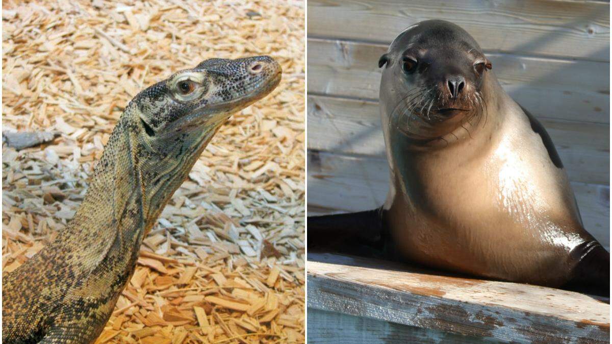 The Fresno Chaffee Zoo added two new animals: a Komodo dragon, Saphira, and a rescued sea lion, Hendrix.