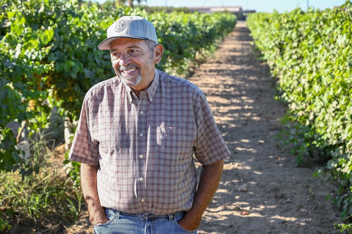 Longtime raisin grower Dwayne Cardoza is experimenting with hybrid raisin grapes that dry on the vine rather than on trays in the sun, at his ranch southwest of Fresno on Wednesday, Aug. 21, 2024. The new variety reduces the labor it takes to prune and dry the raisins.