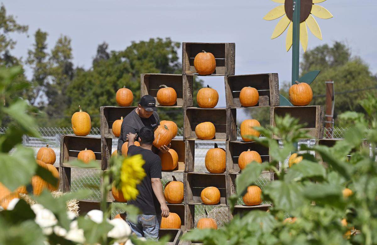 Pumpkins are arranged for display at The Sunflower Farm Stand along Highway 180 near Sanger, one of several farms that are open to the public for fall-related fun. Sunflower Farm will feature pumpkin picking, sunflowers, a corn maze and a pumpkin launching device. Photographed Thursday, Oct. 2, 2025 near Sanger.
