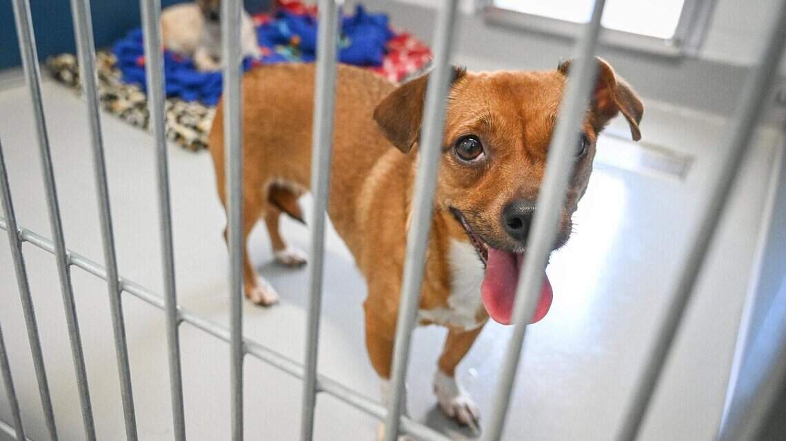 Could $1M help Fresno’s animal crisis? That would triple city spending on strays
