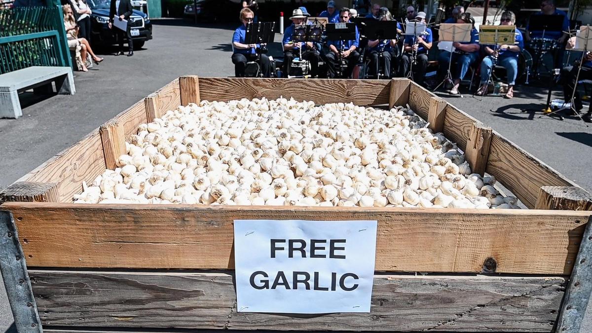 Garlic bulbs fill a bin, free for visitors to take, on day one of the National Garlic Festival at the Fresno Fairgrounds on Friday, May 13, 2022.