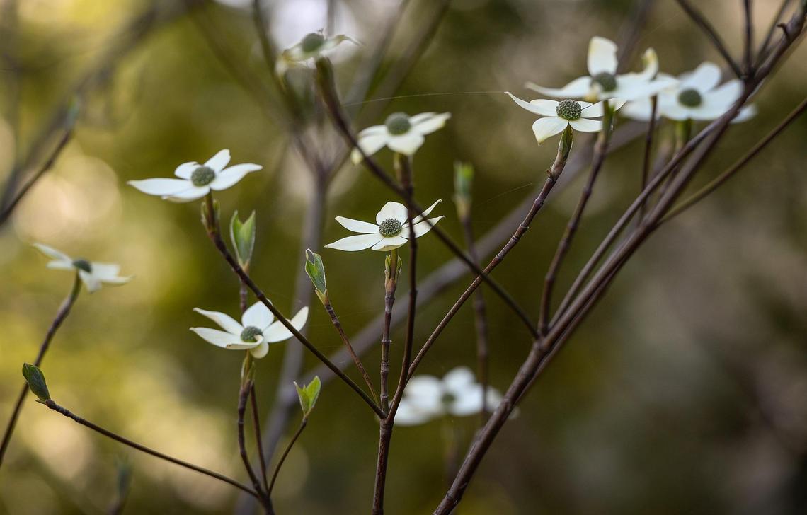 Blooming dogwood flowers are a sure sign of spring in Yosemite Valley on Friday, April 23, 2021.