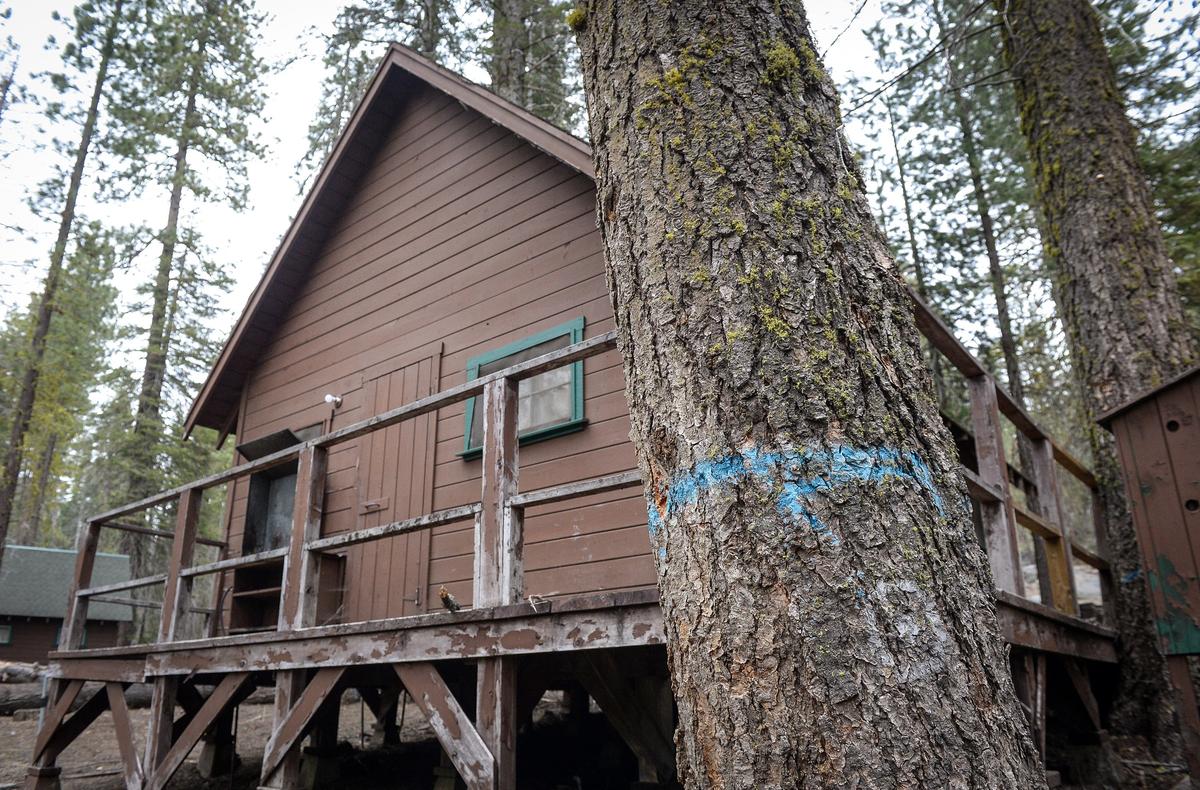 A blue mark from the U.S. Forest Service denotes a dead tree needing to be removed near a cabin at Camp Fresno on Monday, May 6, 2019. Former concessionaires Jarrod and Jennifer Deaver removed many marked trees on their own in 2017 to get the camp operational. Instead of receiving money back from the city of Fresno for their work, they got a bill.