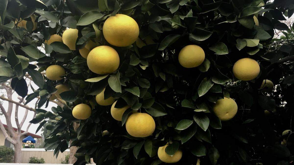 An abundance of grapefruit awaits picking on the tree in Julianne Burk’s garden.