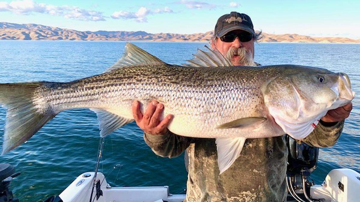 Larry Nunes of Gustine shows off the 44-inch, 31-pound striper caught Saturday, Jan. 23 at San Luis Reservoir on a trip with guide Roger George. Nunes released the fish.