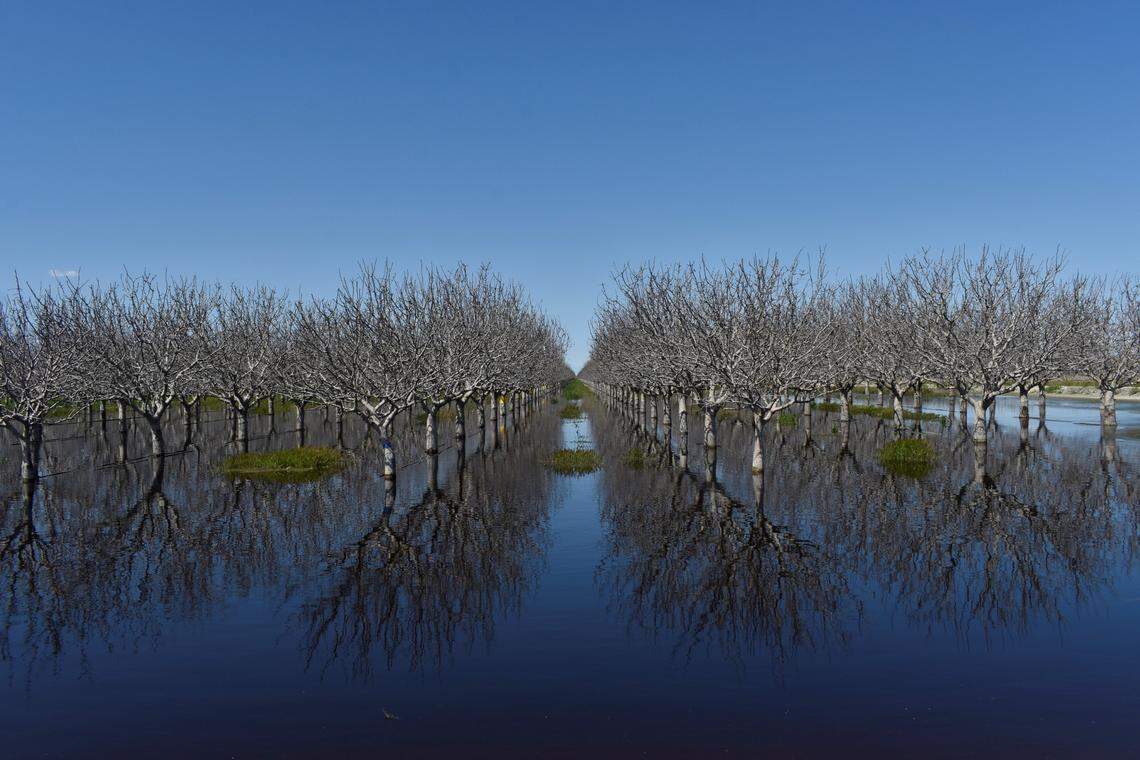 A flooded orchard sit on the lakebed of Tulare Lake on Ave. 120, halfway between Corcoran and Alpaugh in Tulare County, on April 4, 2023. Though the extensive rains from atmospheric rivers have stopped, the floods haven’t. The water’s edge shifts daily, and the expected snowmelt from the Sierra Nevada could worsen flood conditions across the Central Valley.