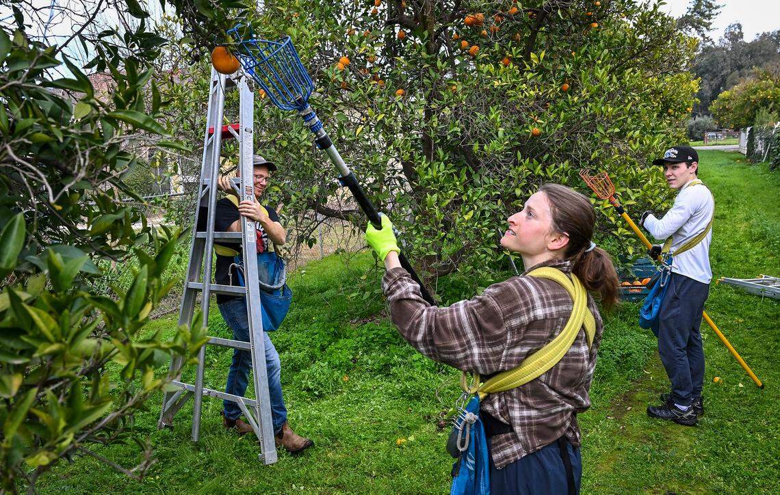 Aleeza Berman picks oranges with her husband Simon and volunteer Luke Sloan at a home in Clovis on Thursday, Feb. 5, 2026. The group picks fruit for a non profit group called Offer Kindness that provides citrus and other fruits to the needy. 