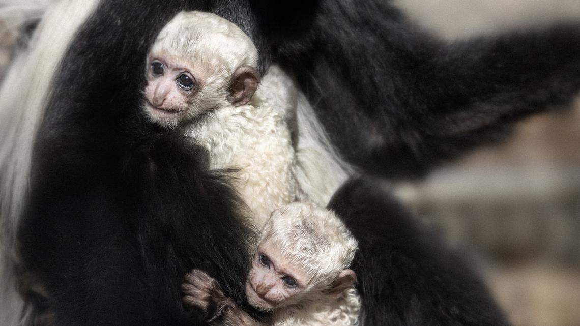Two baby colobus monkeys were born at Fresno Chaffee Zoo.