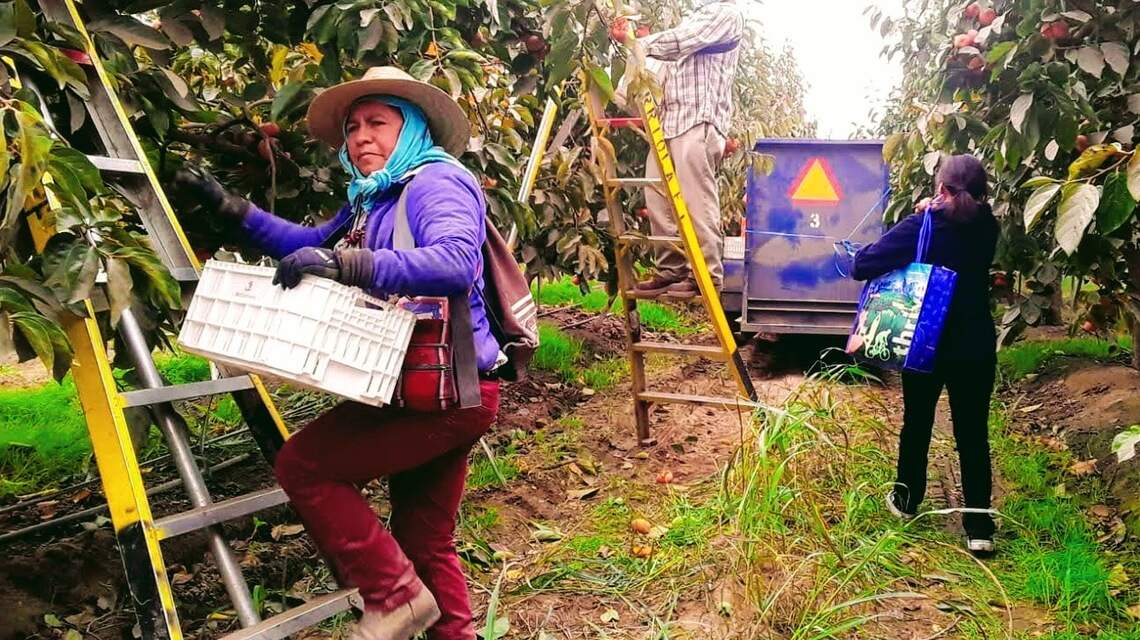 California farmworkers say they’re treated like ‘useless trash’ during COVID pandemic