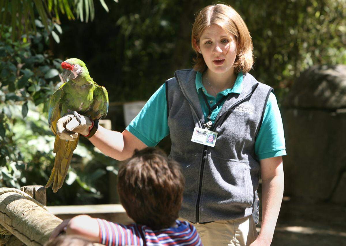 Michelle Bandy, zookeeper at the Chaffee Zoo, takes Hannibal, a military macaw, for a walk in the rainforest and chats along the way with visitors on April 10, 2008.