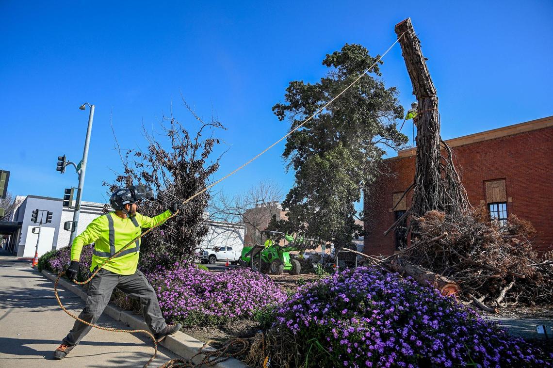 A crew from DJ Tree Trimming Service works to remove the Legacy Tree giant sequoia tree near the post office in downtown Visalia on Saturday, Feb. 22, 2025. The 93-year-old tree was cut down due to a fungal infection.