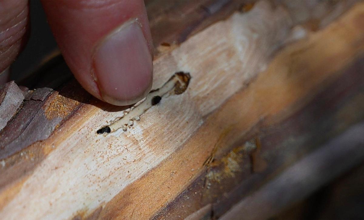 Christy Brigham, Chief of Resources Management and Science for Sequoia and Kings Canyon National Parks, points out two Sequoia bark beetles in their nuptial chambers of a fallen limb from the General Sherman giant sequoia Tuesday, May 21, 2024 in Sequoia National Park.
