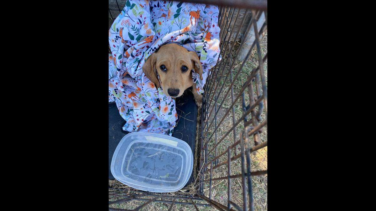 A woman and 13 pets were spared from a fire thanks to Visalia Fire Department, firefighters said Tuesday, Sept. 12, 2023.
