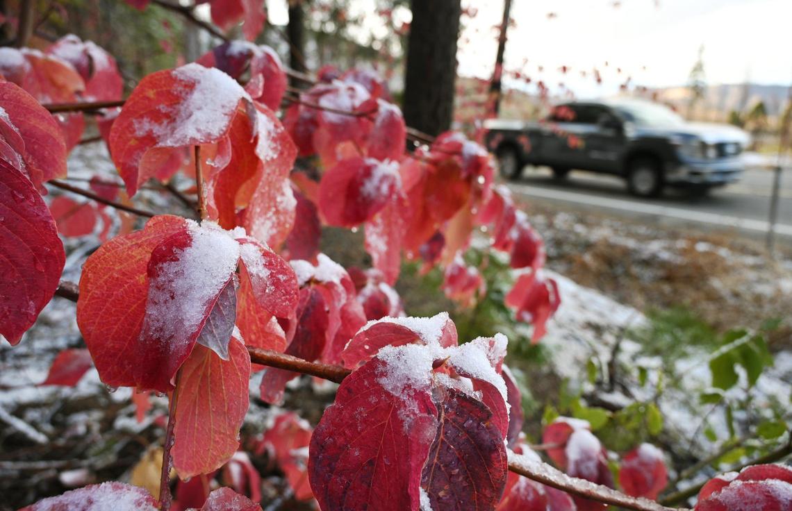 Snow on dogwood leaves turns to ice as it melts from Tuesday night’s snowfall, seen along SR 168 Wednesday, Nov. 2, 2022 in Shaver Lake.