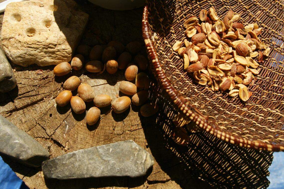 A display in 2005 by the Dunlap Band of Mono Indians showing how acorns are cracked on a soap stone with a piece of basalt. The basket is made from a redbud plant which is native to the area.