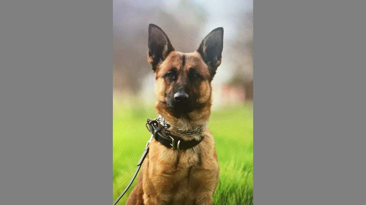 Fresno Police K-9 Argo was stabbed six times on Saturday, April 10, 2021. Argo underwent surgery and is expected to be OK, police say.