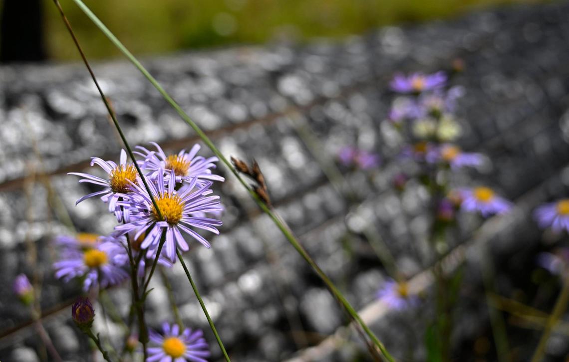 Yosemite aster blooms against a charred tree trunk in Lower Grouse Meadow, one of six meadows where U.S. Forest Service researcher Dr. Karen Pope says work is being done by volunteers to re-energize growth following the Creek Fire. Photographed Wednesday, Aug. 16, 2023.