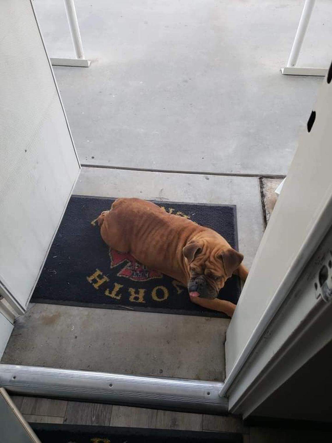 Daisy lays on a door mat at the Station 58 at the North Central Fire District in Fresno, California.