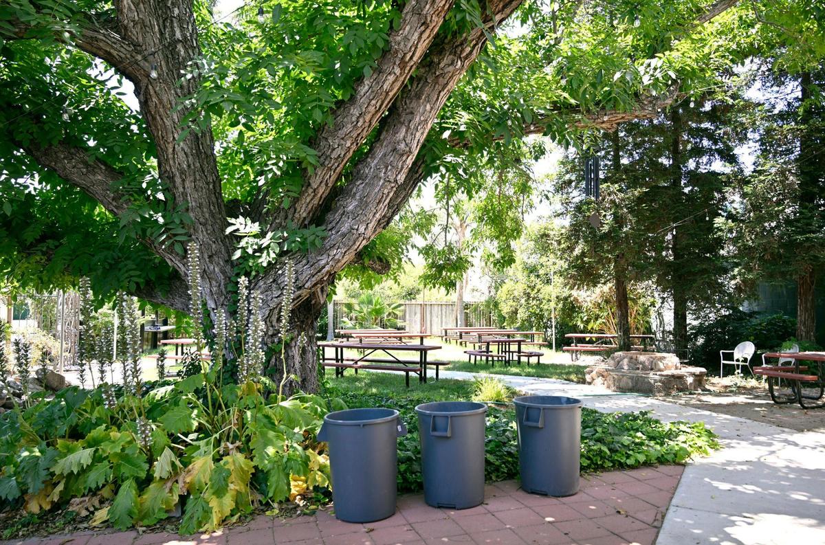 A majestic tree is a focal point at The Backyard Social Club, originally a home, using its backyard for expanding services for customers once it opens ts doors along Clovis Avenue. Photographed Monday, July 3, 2023 in Clovis.