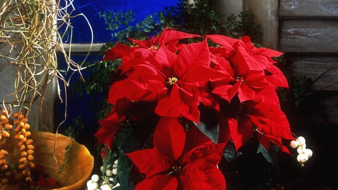 Christmas is a long ways off. Here’s how to keep holiday plants fresh