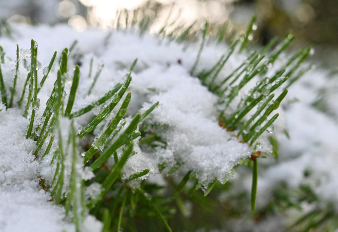 Pine needles are coated with melting snow from Tuesday night’s snowfall, seen along SR 168 Wednesday, Nov. 2, 2022 in Shaver Lake.