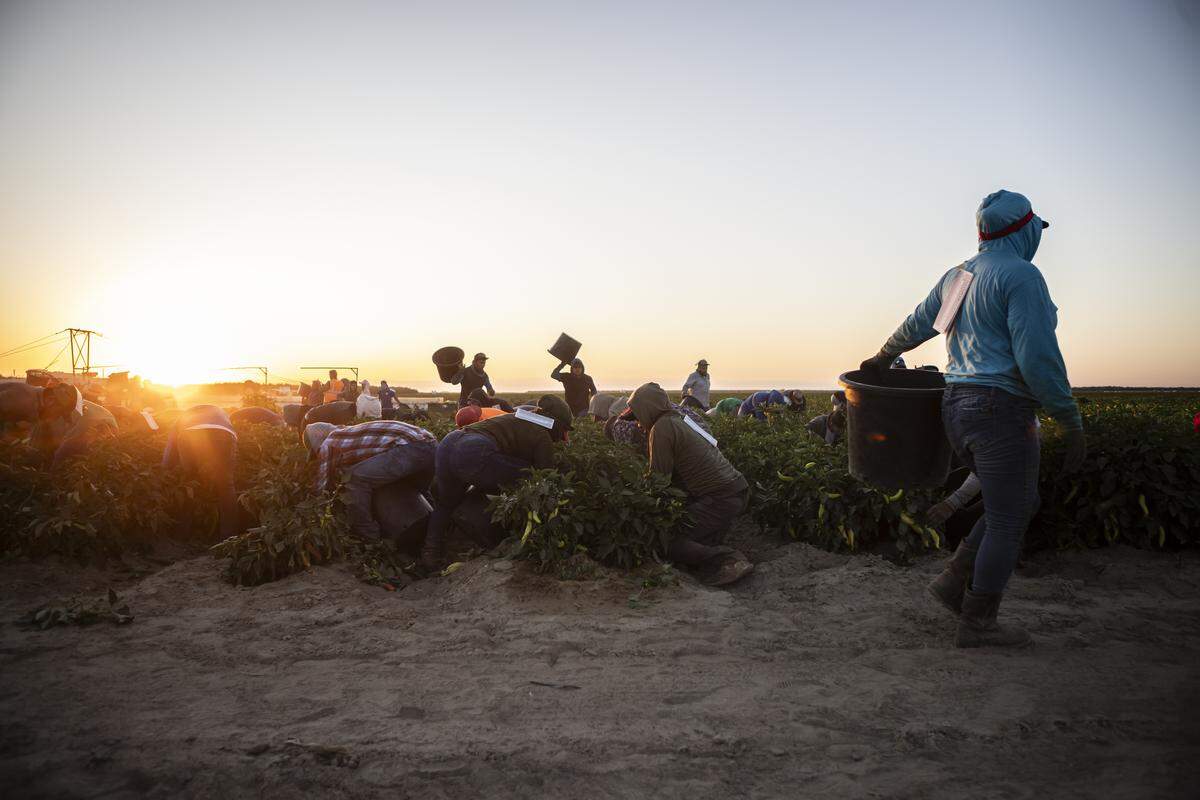Farmworkers harvest banana peppers at a farm near the town of Helm on July 1, 2025. Photo by Larry Valenzuela, CalMatters/CatchLight Local