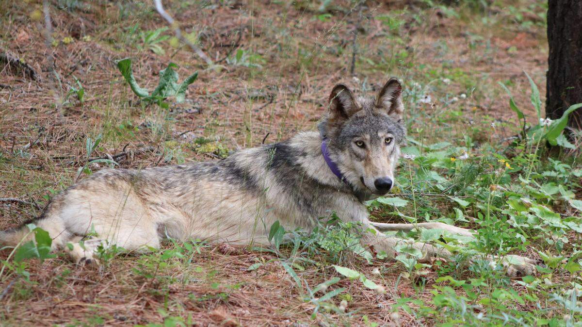 A photo shows OR-93, an Oregon gray wolf tracked by GPS collar into California, shared by the state’s Department of Fish and Wildlife in February 2021 after he crossed into Yosemite National Park.
