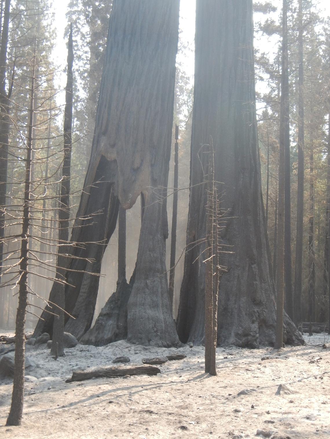 Giant sequoias in the Freeman Creek Grove that burned in the 2020 Castle Fire.