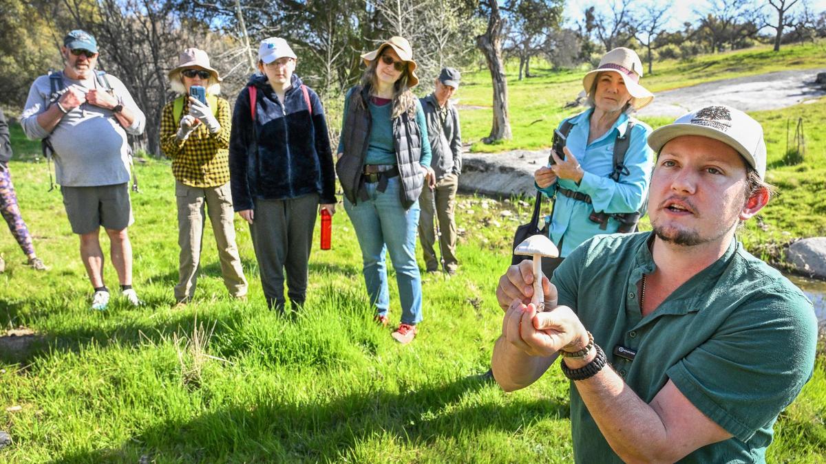 UC Merced mycology grad student Chris Bivins holds up a Stubble rosegill mushroom while leading a Sierra Foothill Conservancy mycology hike to look for mushrooms and fungi on the McKenzie Preserve in the foothills near Millerton lake on Saturday, March 1, 2025.