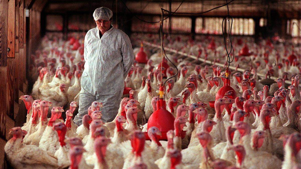 Rick Potter,  Zacky Farms complex field supervisor, walks among some of the 100,000 turkeys (16,000 in this barn) at the Zacky Farms American Grown farm near Kerman.