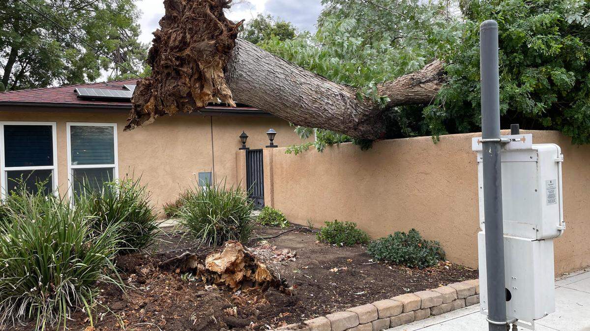 High winds from Hurricane Hilary toppled a tree onto the top of a wall on Van Ness and Brown avenue in the Fresno High area.