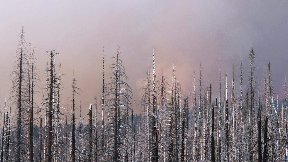 Charred trees from 2017’s Railroad Fire are seen from Big Sandy Road in the Sierra National Forest as the Washburn Fire burns in the background in Yosemite National Park Saturday, July 9, 2022.