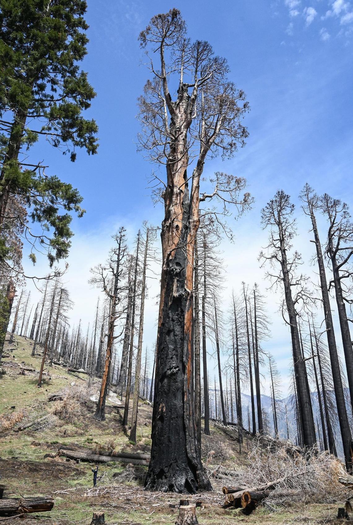 A dead giant sequoia tree stands at the top of a ridge in the Mountain Home Demonstration State Forest that burned in the 2020 Castle Fire, on Tuesday, April 26, 2022.