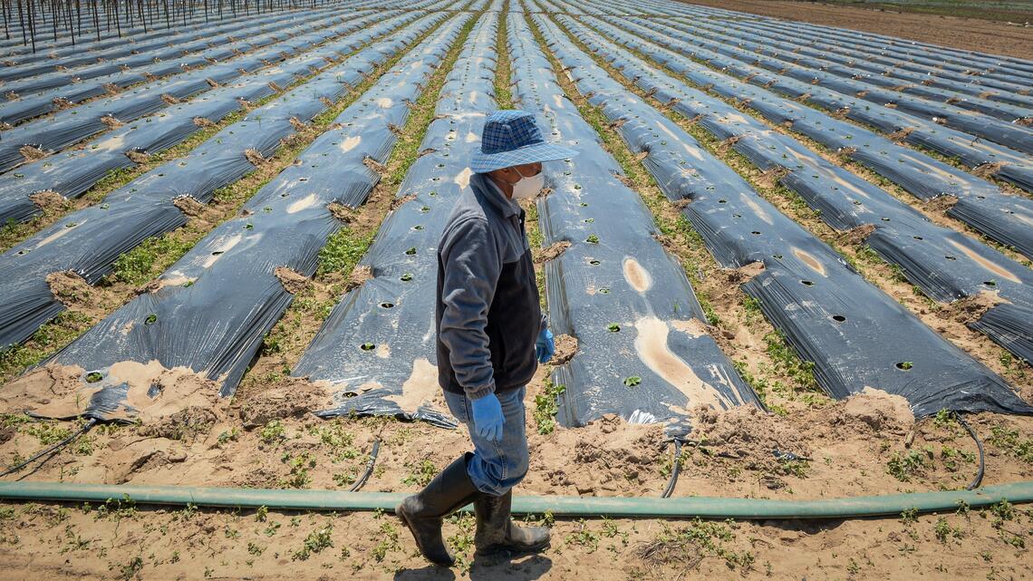 California’s small farmers are falling through the cracks of COVID-19 federal aid