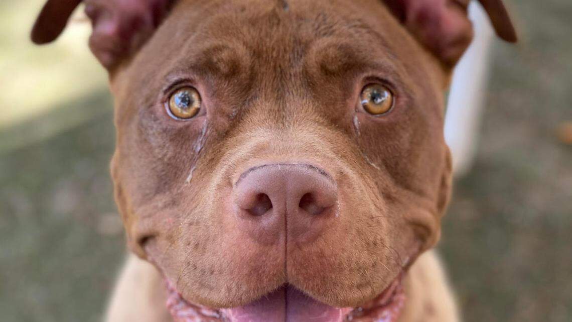 Gov. Gavin Newsom signed a new law on Oct. 9, 2021 that law allows veterinarians to manage donor blood banks to collect plasma for ill animals.