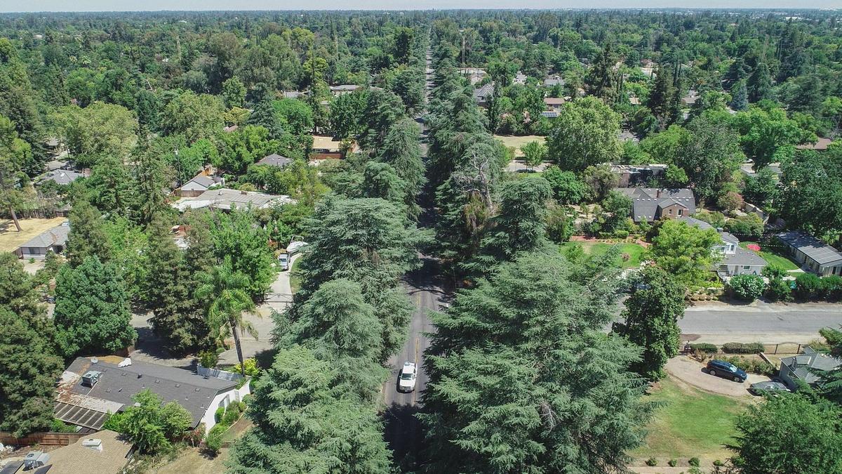 Van Ness Boulevard in Old Fig Garden, also known as Christmas Tree Lane, is known for its towering deodar cedar trees covered in lighting during the holidays. It is one of the areas of greater Fresno with the most dense tree growth, contrasted with poorer areas of the city where “tree equity” is sharply inadequate.
