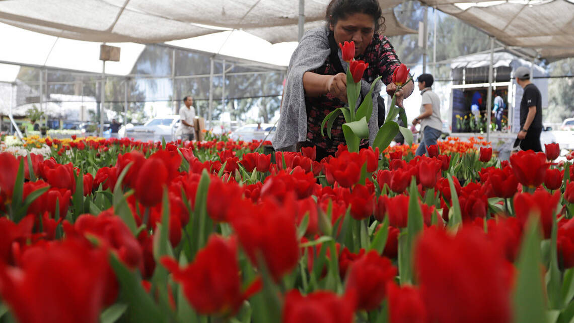Un pueblo mexicano cultiva 200,000 macetas de tulipanes de 50 variedades para San Valentín