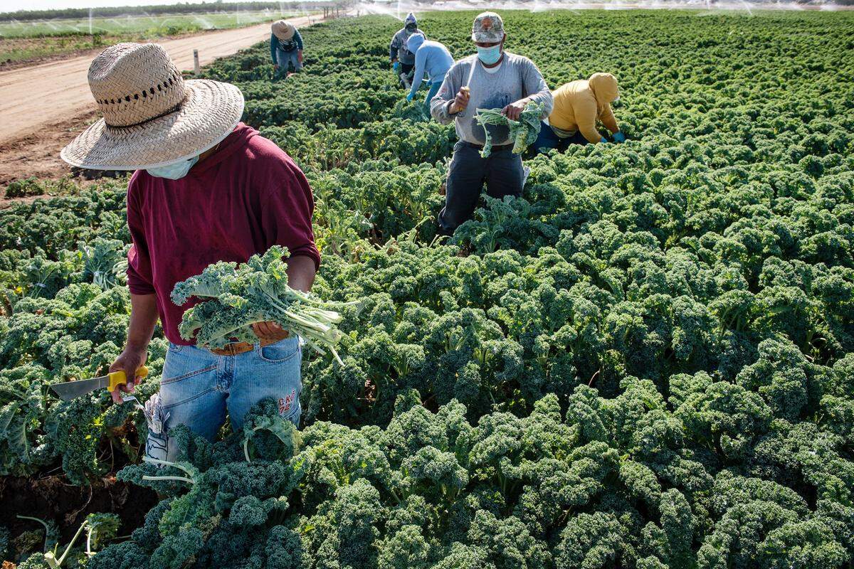Workers harvest green kale at a farm west of Modesto in 2020.