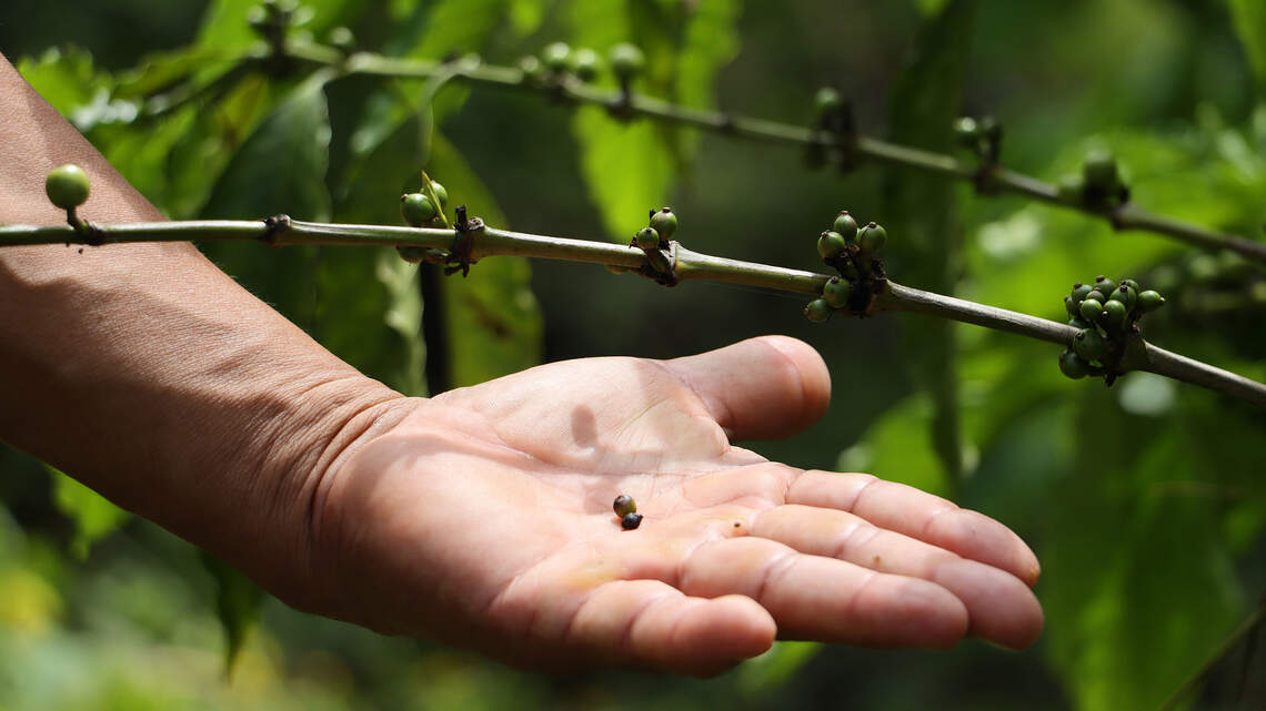 La sequía afecta el 80% de las cosechas de los cafetaleros de la frontera sur de México