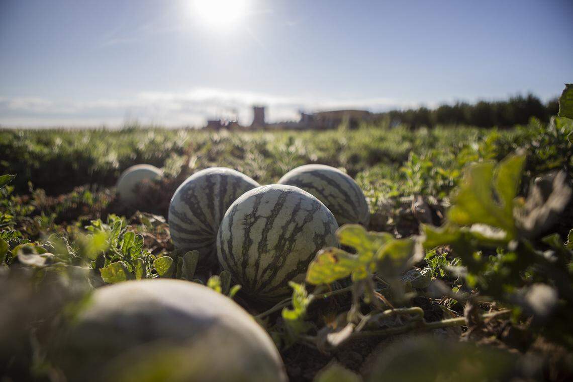 Melons in a field at a melon farm outside of Firebaugh on Sept. 11, 2025. Photo by Larry Valenzuela, CalMatters/CatchLight Local