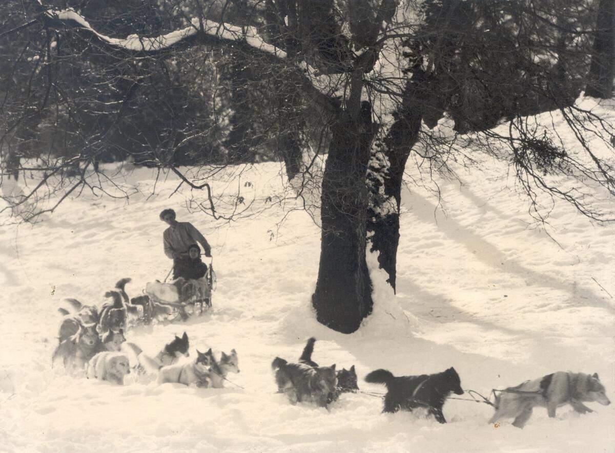 A dog sledding team races through the snow at Yosemite National Park on Feb. 10, 1932.