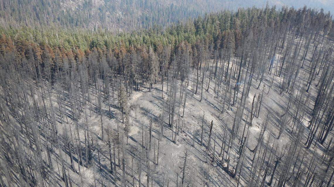 Thousands of large giant sequoias were killed in California’s Castle Fire. The northern portion of the burn scar is pictured here in October 2020, seen from a helicopter.