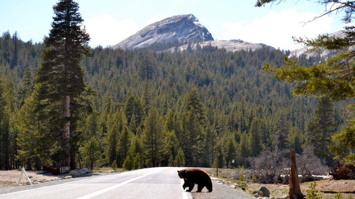 Two bears killed by drivers in Yosemite. Park officials urge visitors to slow down
