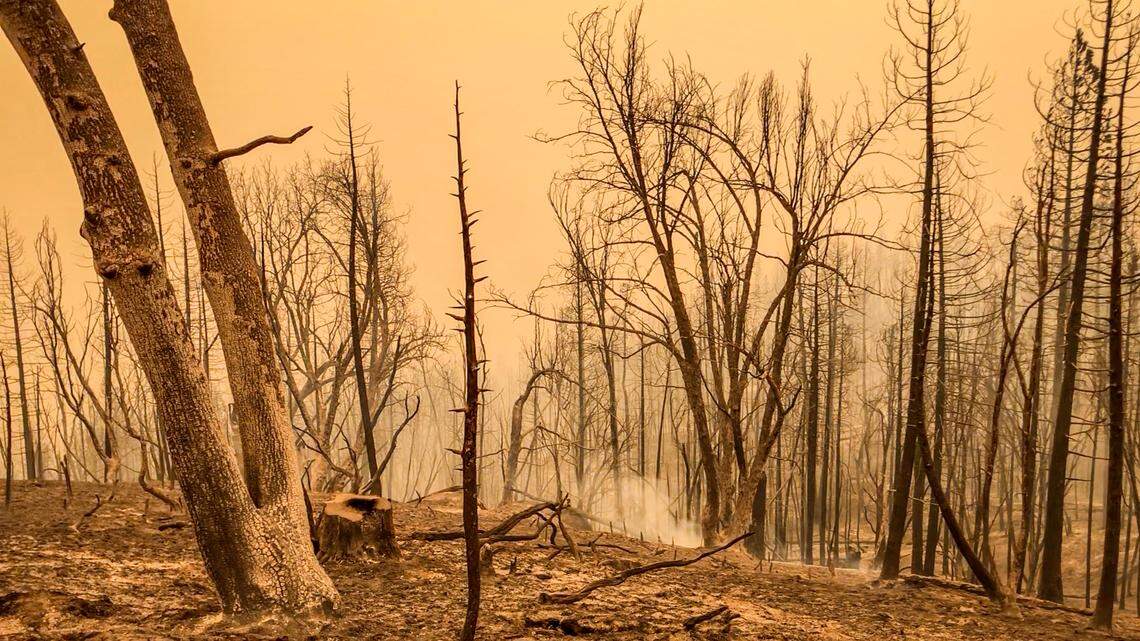 Burnt trees cross the landscape along Auberry Road in Pine Ridge after the Creek Fire swept through the area overnight on Monday, Sept. 7, 2020.