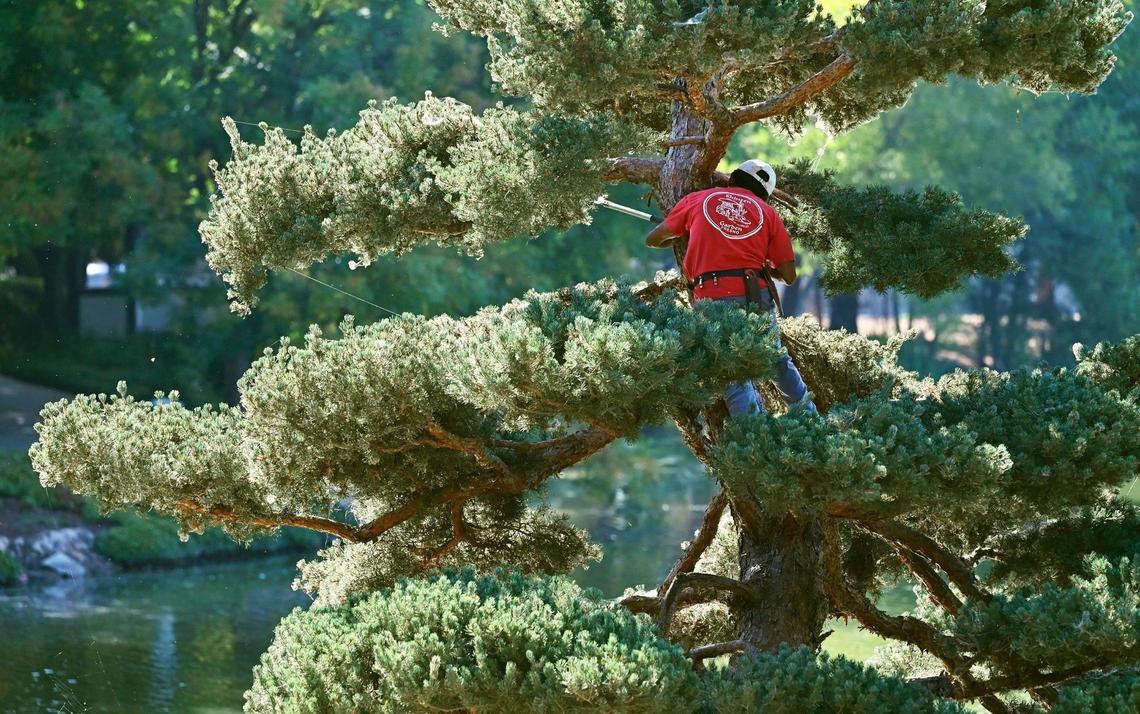 Randy Tsuruda trims a tree as we look inside Fresno’s Shinzen Friendship Garden in Woodward Park Wednesday, Sept 4, 2024 in Fresno.