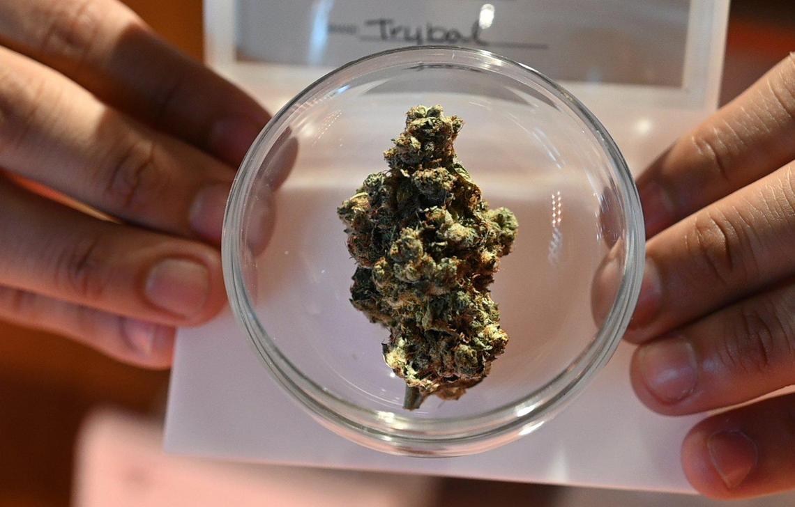 Cesar Soto, Tribal Nation Flower Company employee, shows a sample cannabis bud of “Motor Breath,” at the newly opened Coarsegold cannabis shop, that is part of the Chukchansi Tribe and on tribal land on Highway 41, Feb. 2, 2022.
