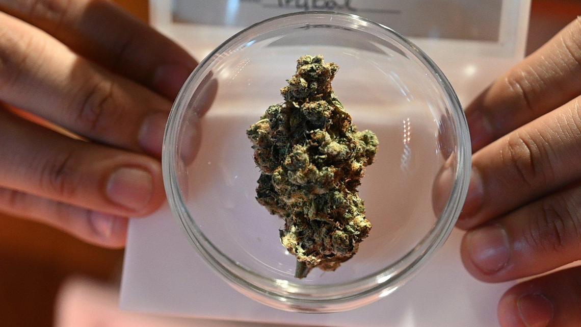 Edibles, dabs and flower, oh my! Here’s our Bellingham 420 beginner’s weed shopping guide